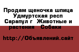 Продам щеночка шпица - Удмуртская респ., Сарапул г. Животные и растения » Собаки   